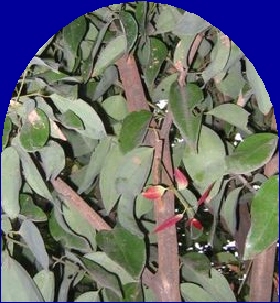 Ormus Minerals Cinnamon Ormus Minerals Cinnamon