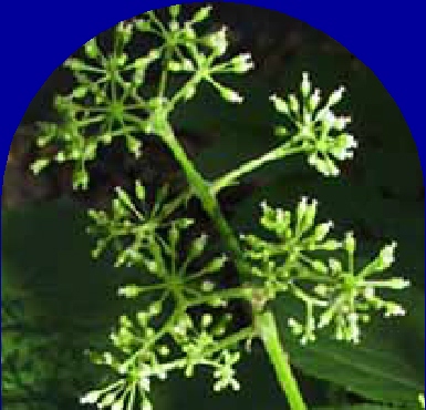 Ormus Minerals Spikenard Ormus Minerals Spikenard